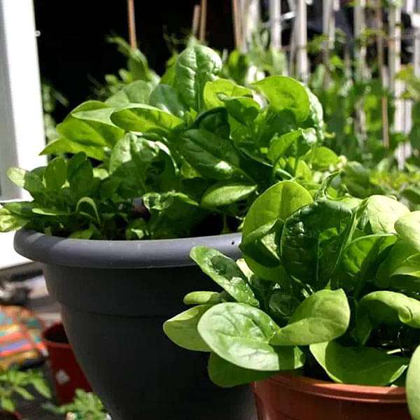 Spinach All Green Vegetable Seeds